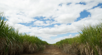 Goiás bate recorde e atinge segundo lugar no ranking nacional de produção de cana-de-açúcar